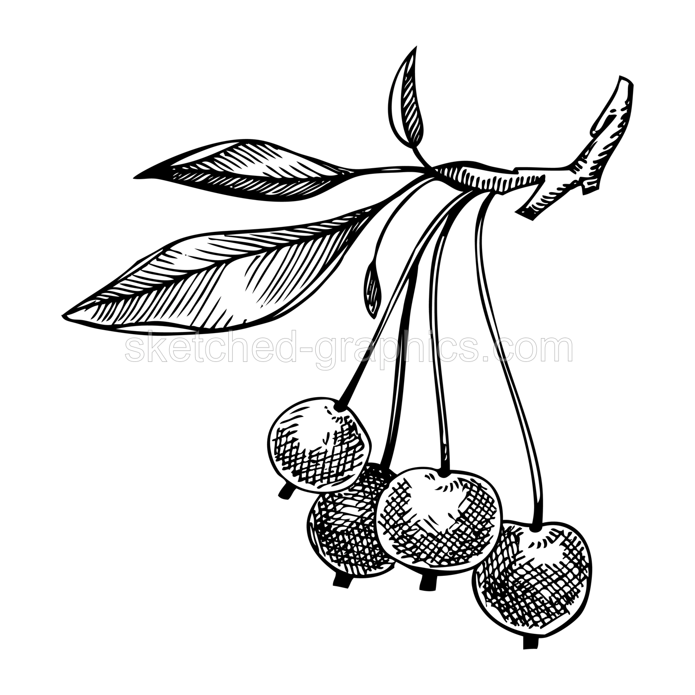 Decorative apple vector illustration. Hand-drawn food drawing. Fruit trees sketch. Garden plant for recipe, menu, label, packaging, Vintage apple tree branch with ripe fruit in a sketched style Illustration